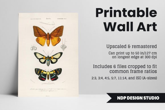 Download Vintage Moth Illustration Printable Art - Illustration Collection