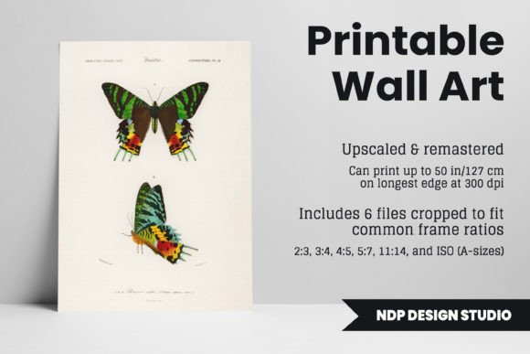 Download Vintage Moth Illustration Printable Art - Illustration Collection